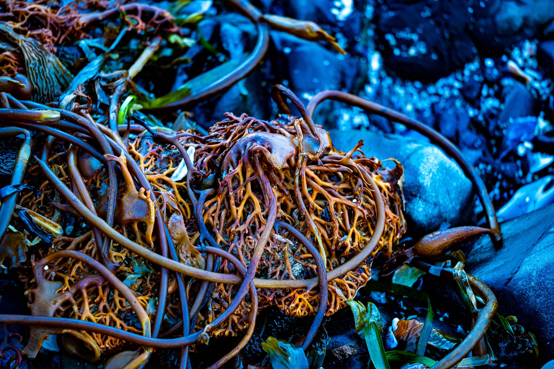 Sustainable Seaweed Source